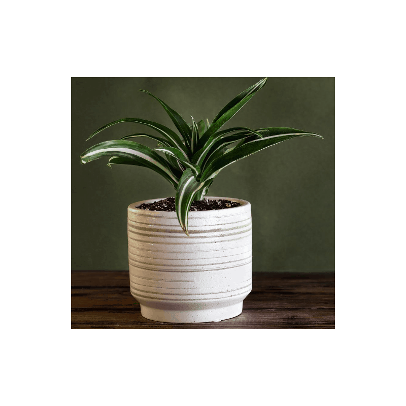 Dracaena White Stripe