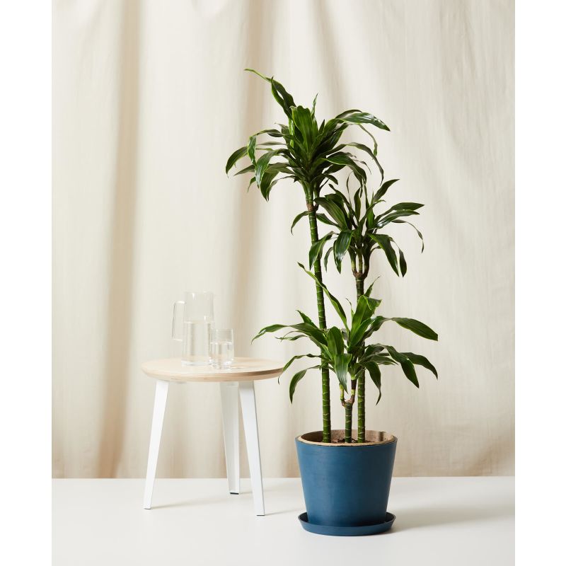 Dracaena Dorado 3-stam 