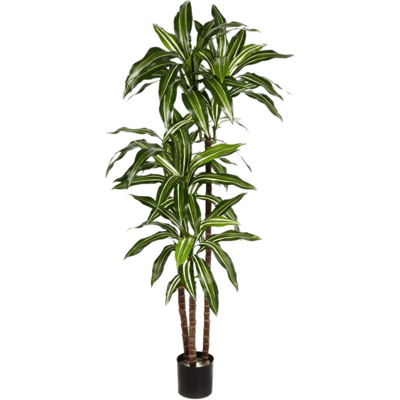 Dracaena Fragrans Green/White - kunstplant snel online bestellen?