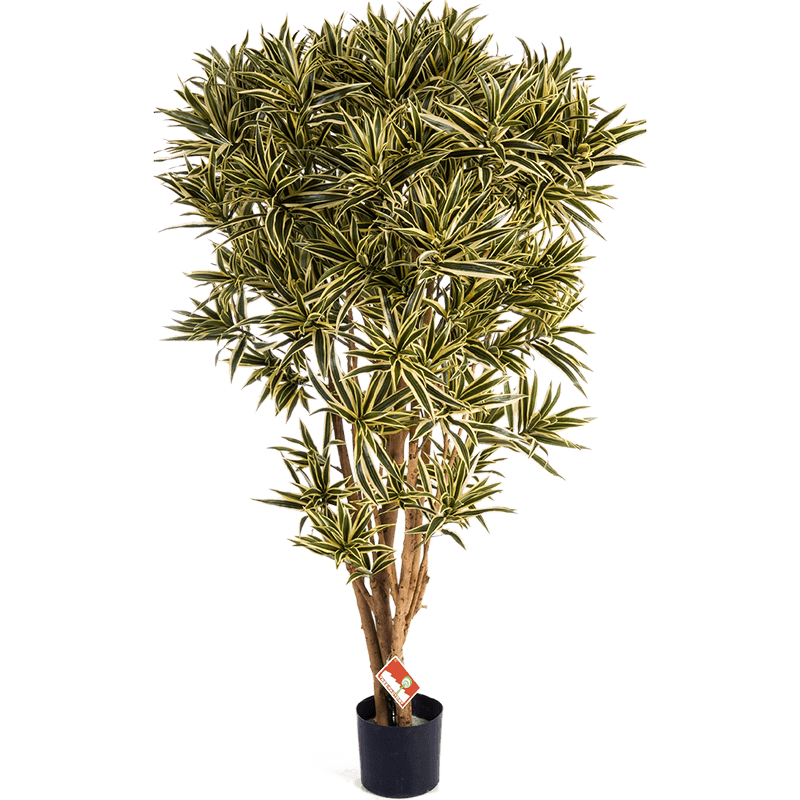Dracaena Reflexa India - kunstplant
