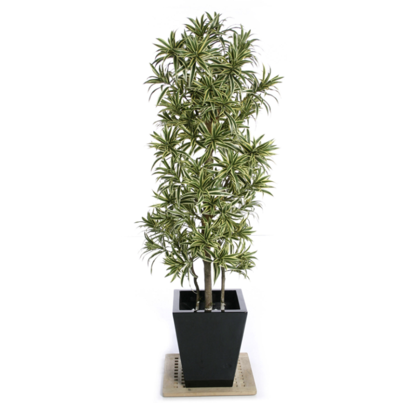 Dracaena Reflexa India - kunstplant