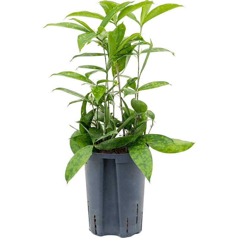 Dracaena surculosa 