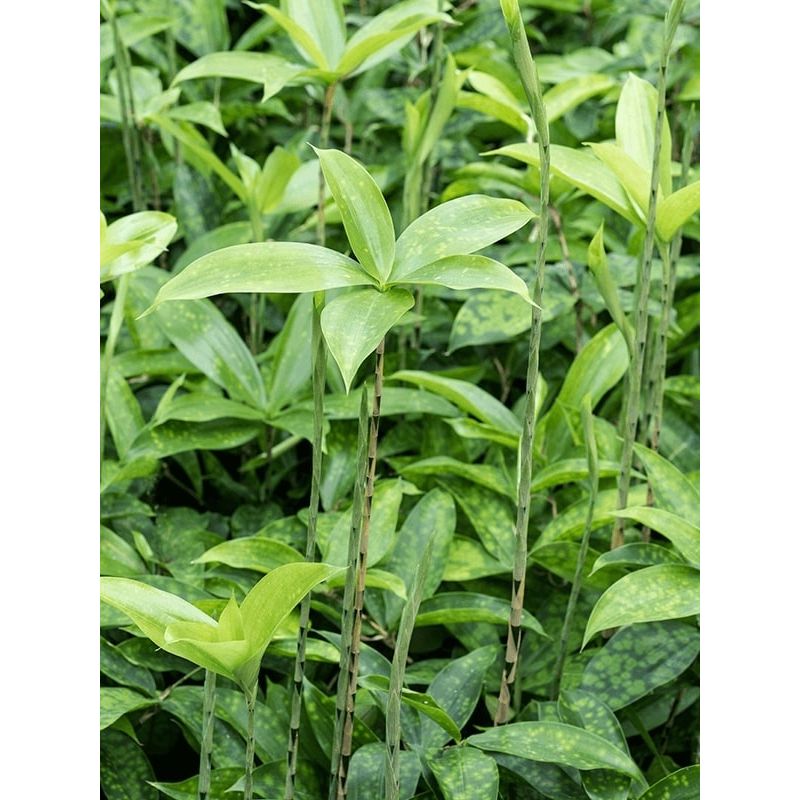 Dracaena surculosa 
