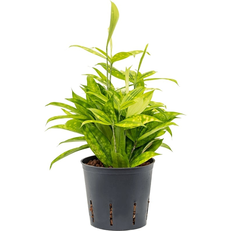 Dracaena surculosa Mike