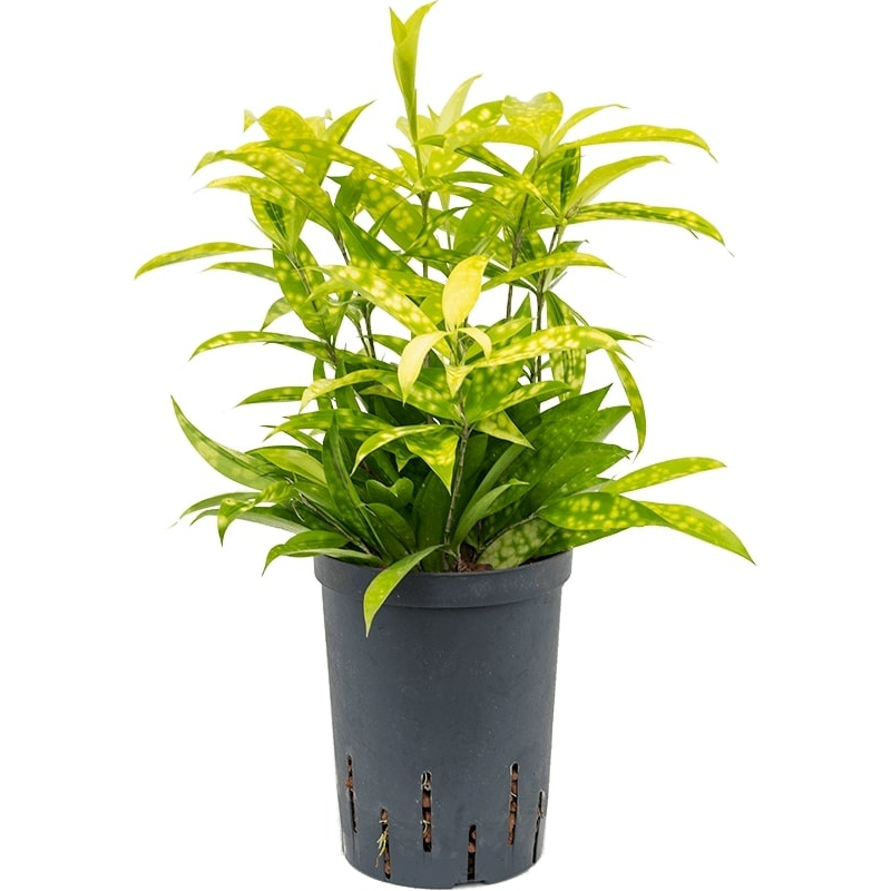 Dracaena Surculosa Mike - hydrocultuur eenvoudig online bestellen?