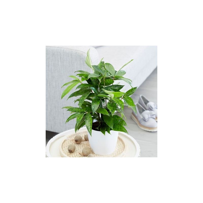 Dracaena surculosa 