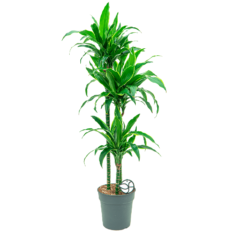 Dracaena Fragrans Arturo 3-stam eenvoudig en snel online bestellen?
