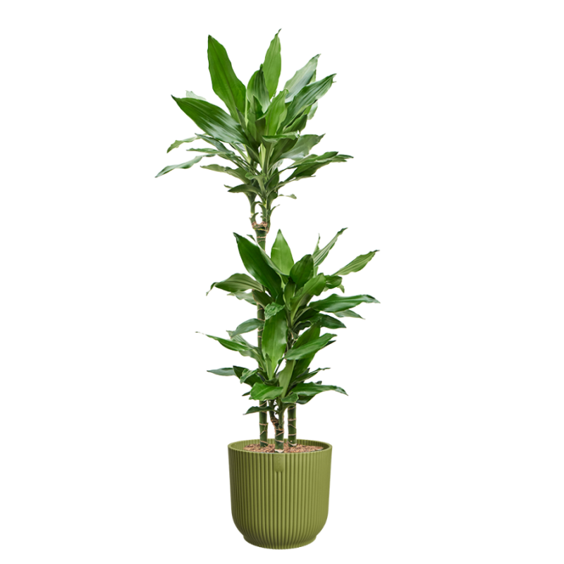 Dracaena Burundii in Vibes groen