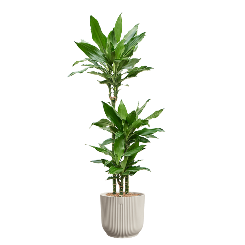 Dracaena Burundii in Vibes wit