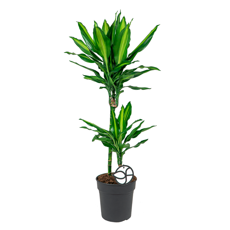 Dracaena Cintho 2-stam