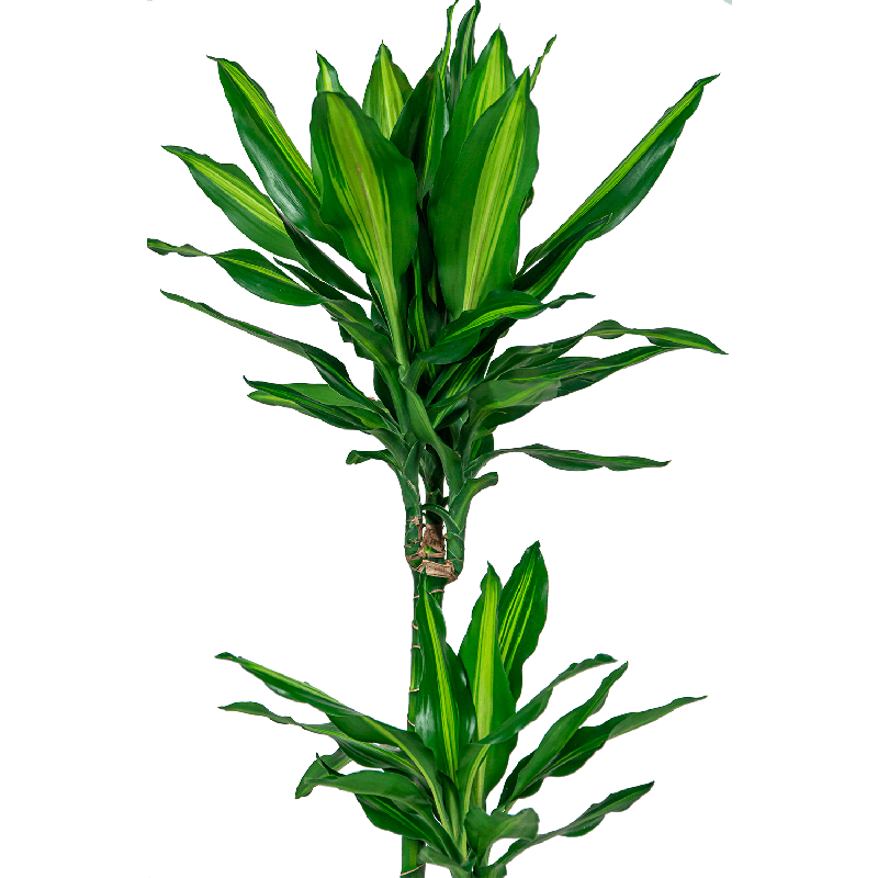 Dracaena Cintho carrousel