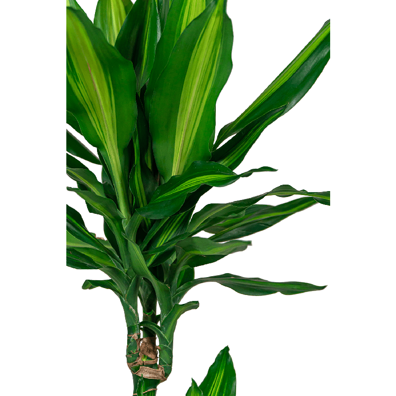 Dracaena Cintho carrousel