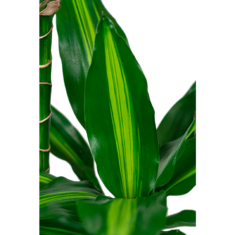 Dracaena Cintho carrousel