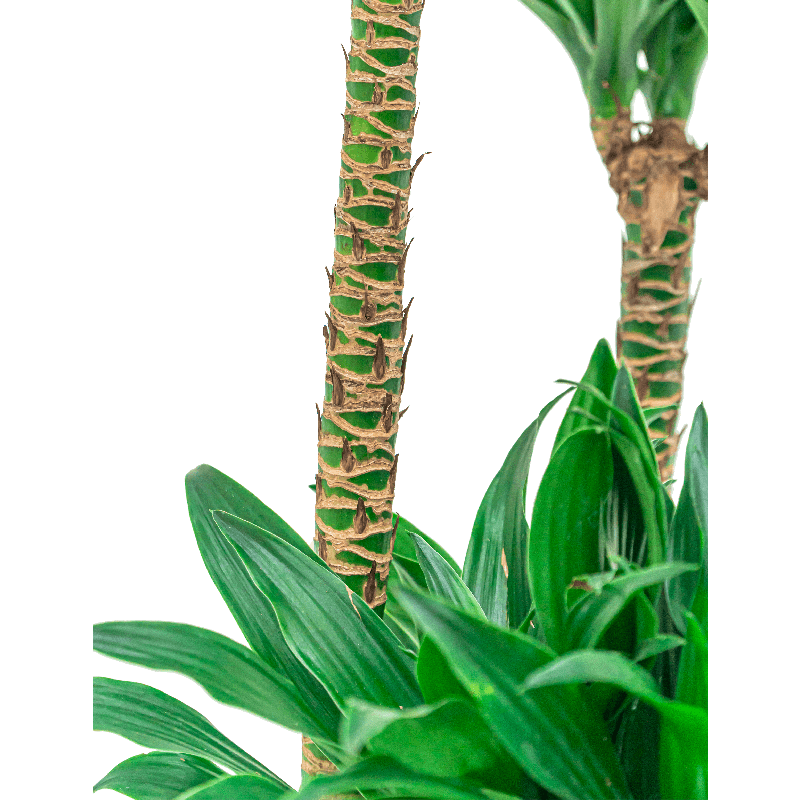 Dracaena Compacta in Terracotta Grijs