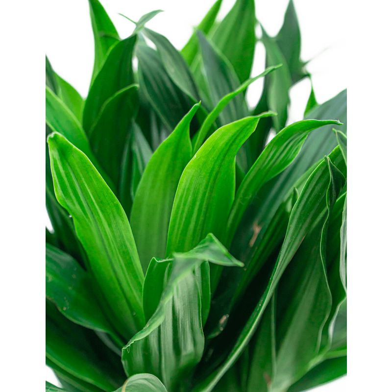 Dracaena Compacta vertakt