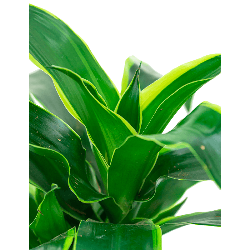 Dracaena Dorado Carrousel