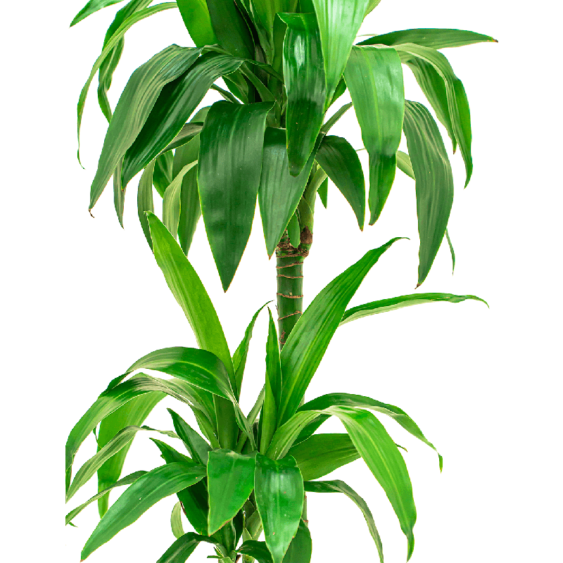Dracaena Janet Craig carrousel