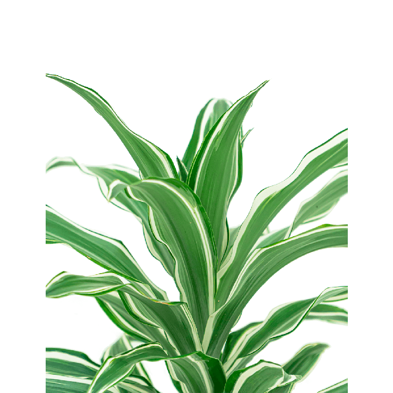 Dracaena White Jewel
