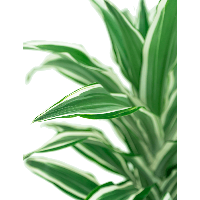 Dracaena White Jewel