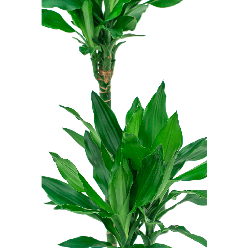 Dracaena Janet Lind in watergevende Cararo zilver