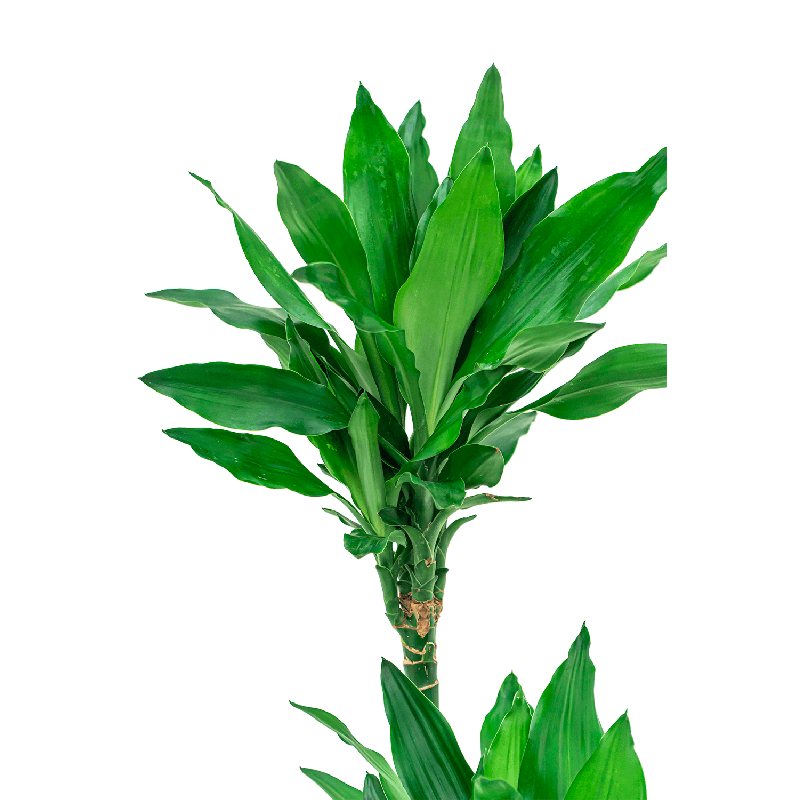 Dracaena Janet Lind in watergevende Cararo zilver