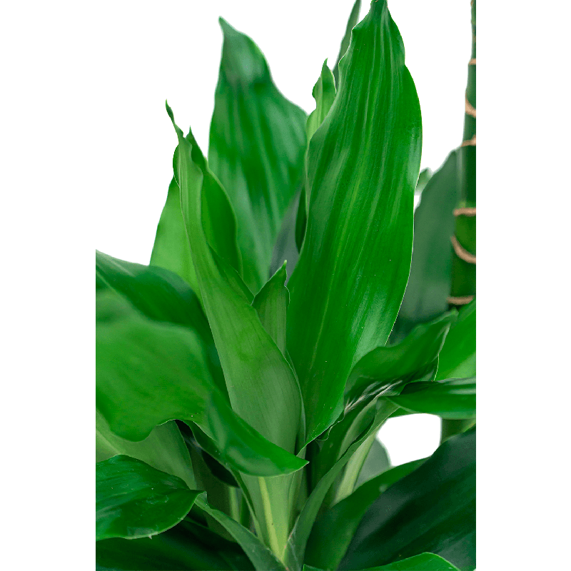 Dracaena Janet Lind hydrocultuur in Runner vierkant zwart