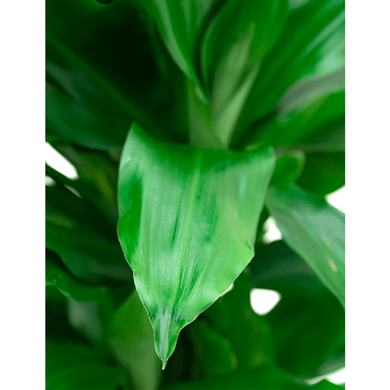 Dracaena Janet Lind op stam