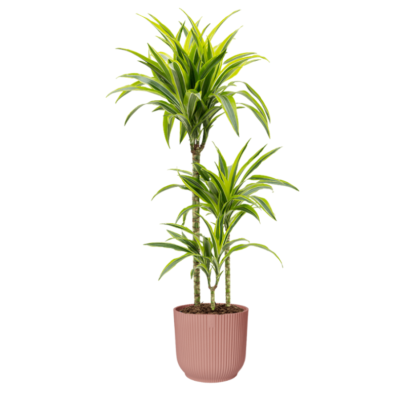 Dracaena Lemon Lime in Vibes roze