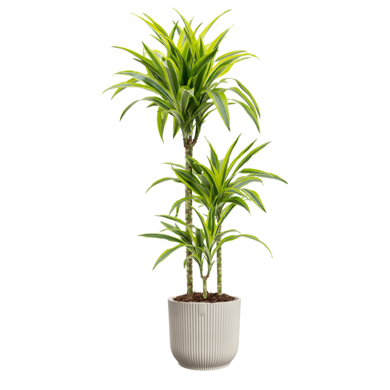 Dracaena Lemon Lime in Vibes wit