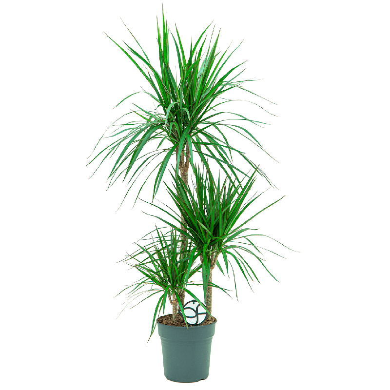Dracaena marginata 3-stam