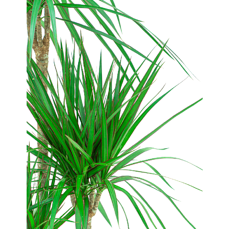Dracaena marginata 3-stam