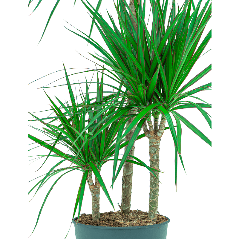 Dracaena marginata 3-stam