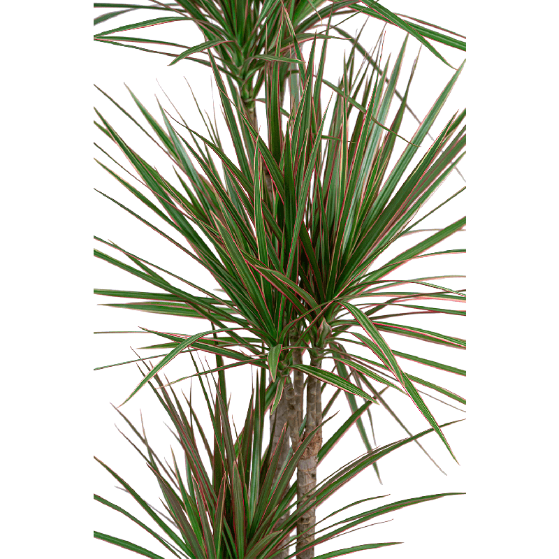 Dracaena Marginata in watergevende Rondo wit