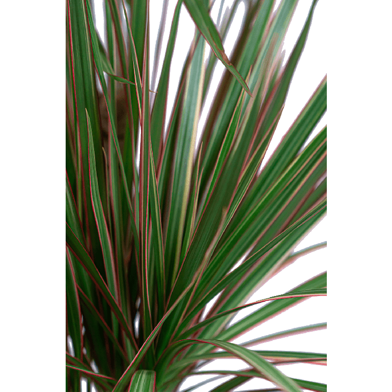 Dracaena Marginata in watergevende Rondo zwart