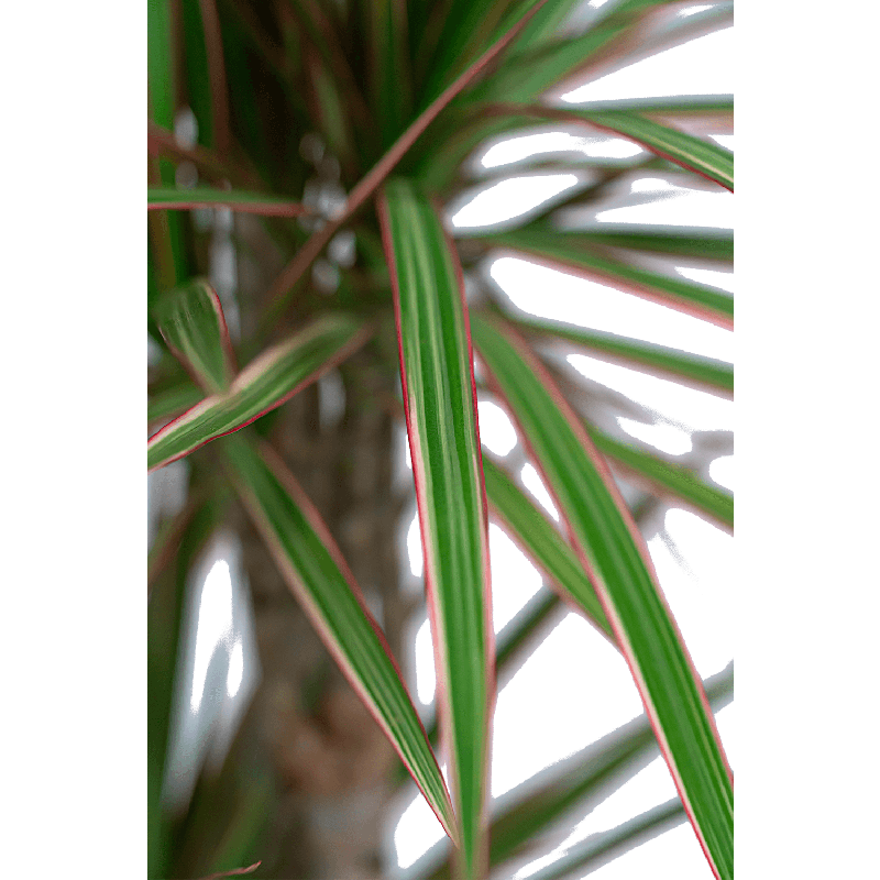 Dracaena Marginata in watergevende Rondo antraciet