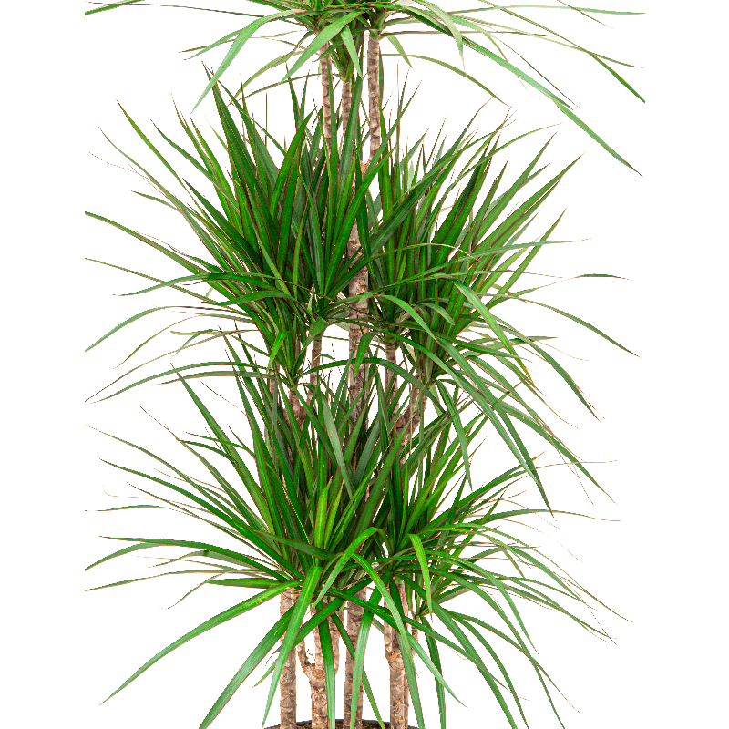 Dracaena Marginata hydrocultuur in Runner vierkant antraciet