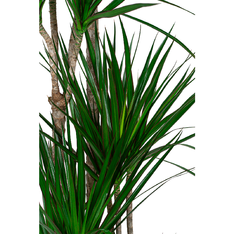 Dracaena marginata carrousel XXL