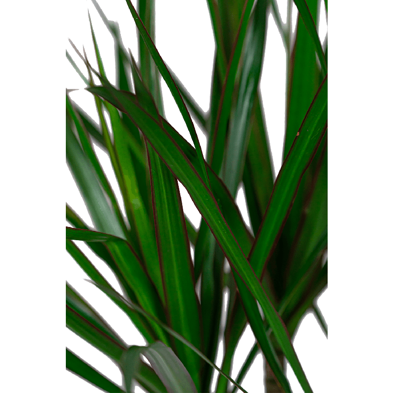 Dracaena marginata 4-stam