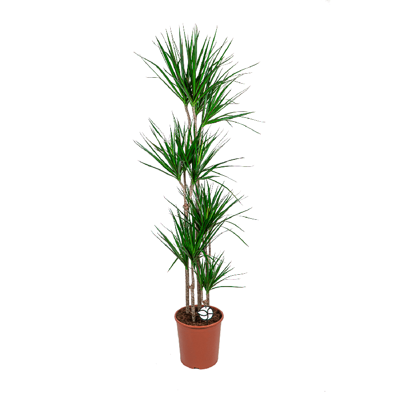 Dracaena marginata carrousel XXL