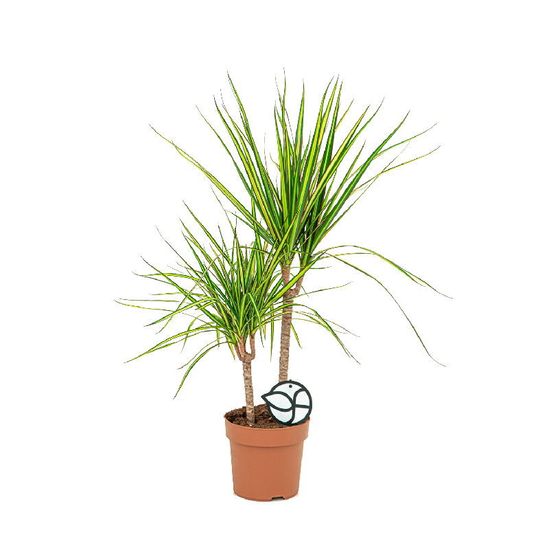 Dracaena marginata Sunray 2-stam