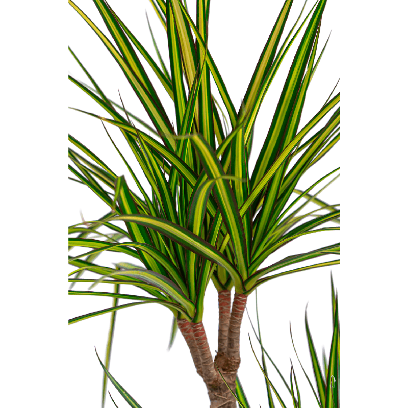 Dracaena marginata Sunray 4-stam