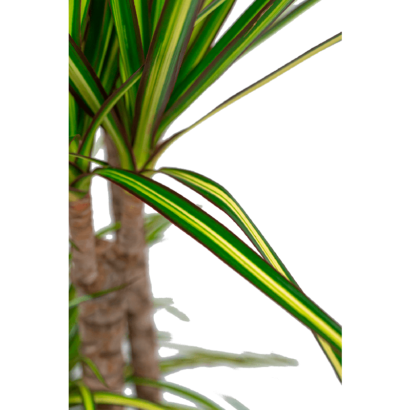 Dracaena marginata Sunray 4-stam