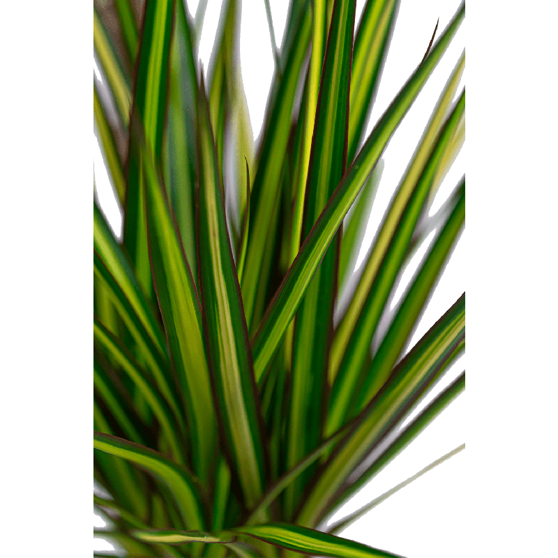 Dracaena marginata Sunray 4-stam
