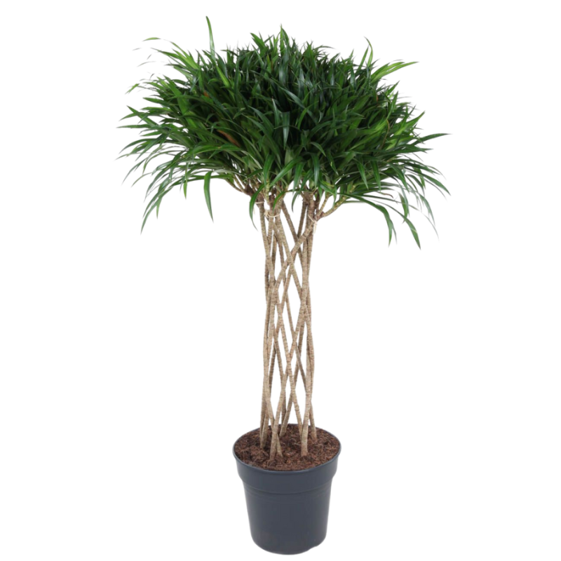 Pleomele Anita Variegata gevlochten koker