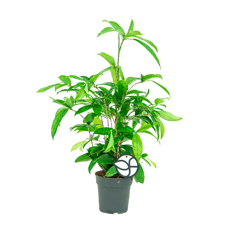 Dracaena surculosa 