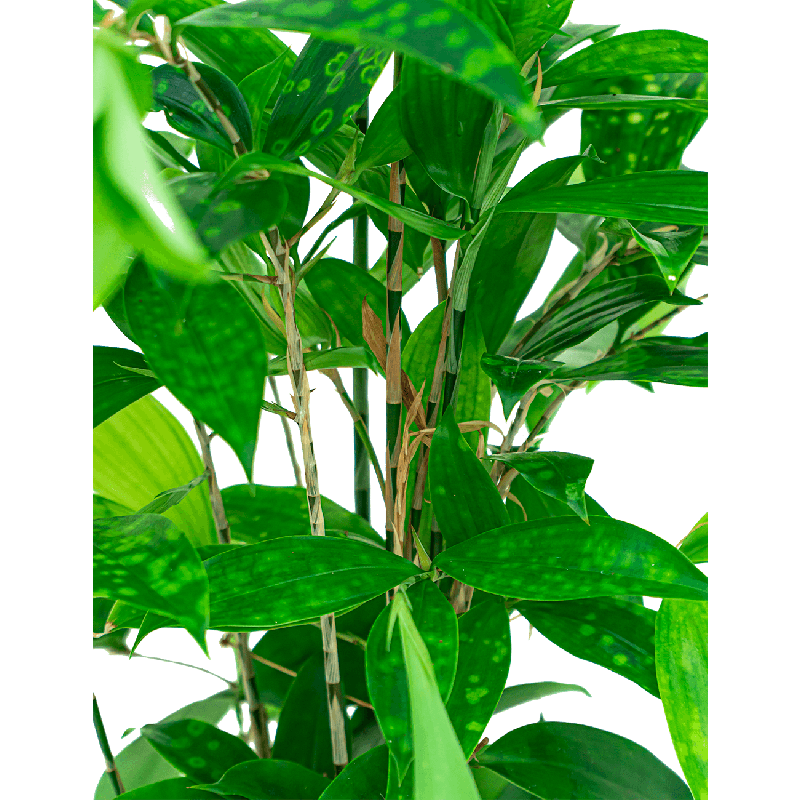 Dracaena surculosa 