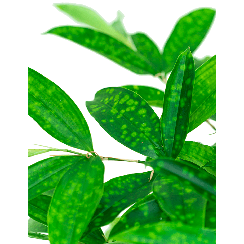 Dracaena surculosa 