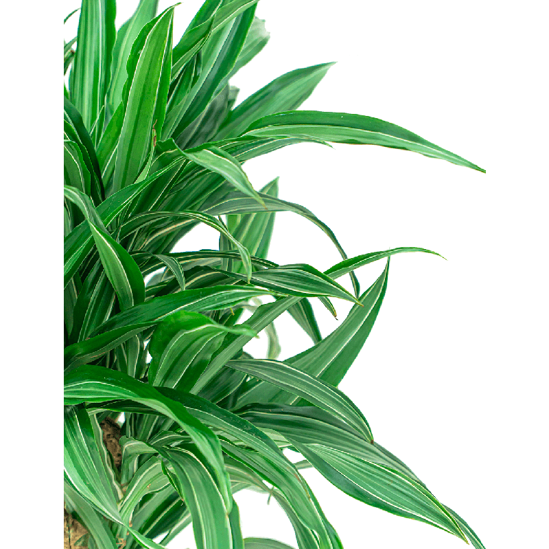 Dracaena Ulises carrousel