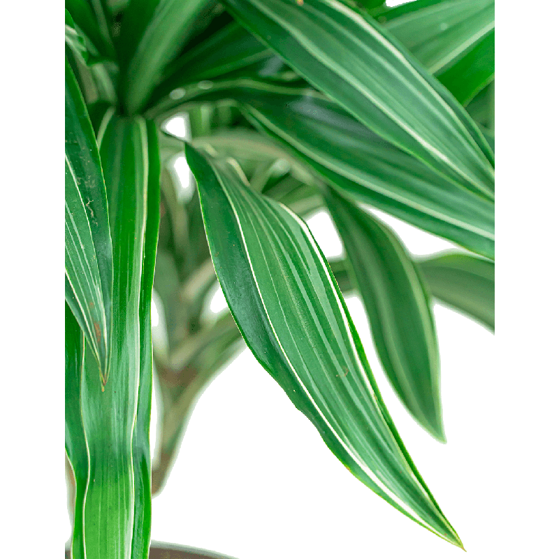 Dracaena Ulises carrousel