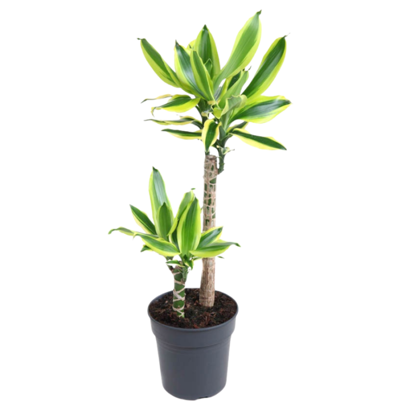 Dracaena Lemon Dream 2-stam